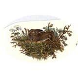 hare1.jpg