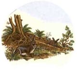 hare2.jpg